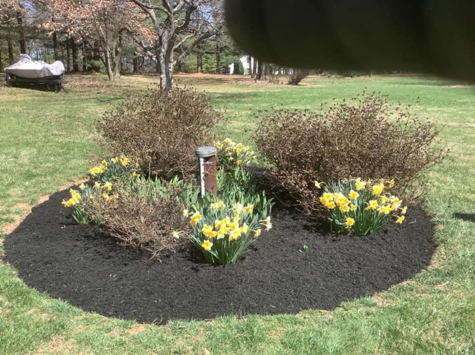 Fresh dark mulch around spring flowers